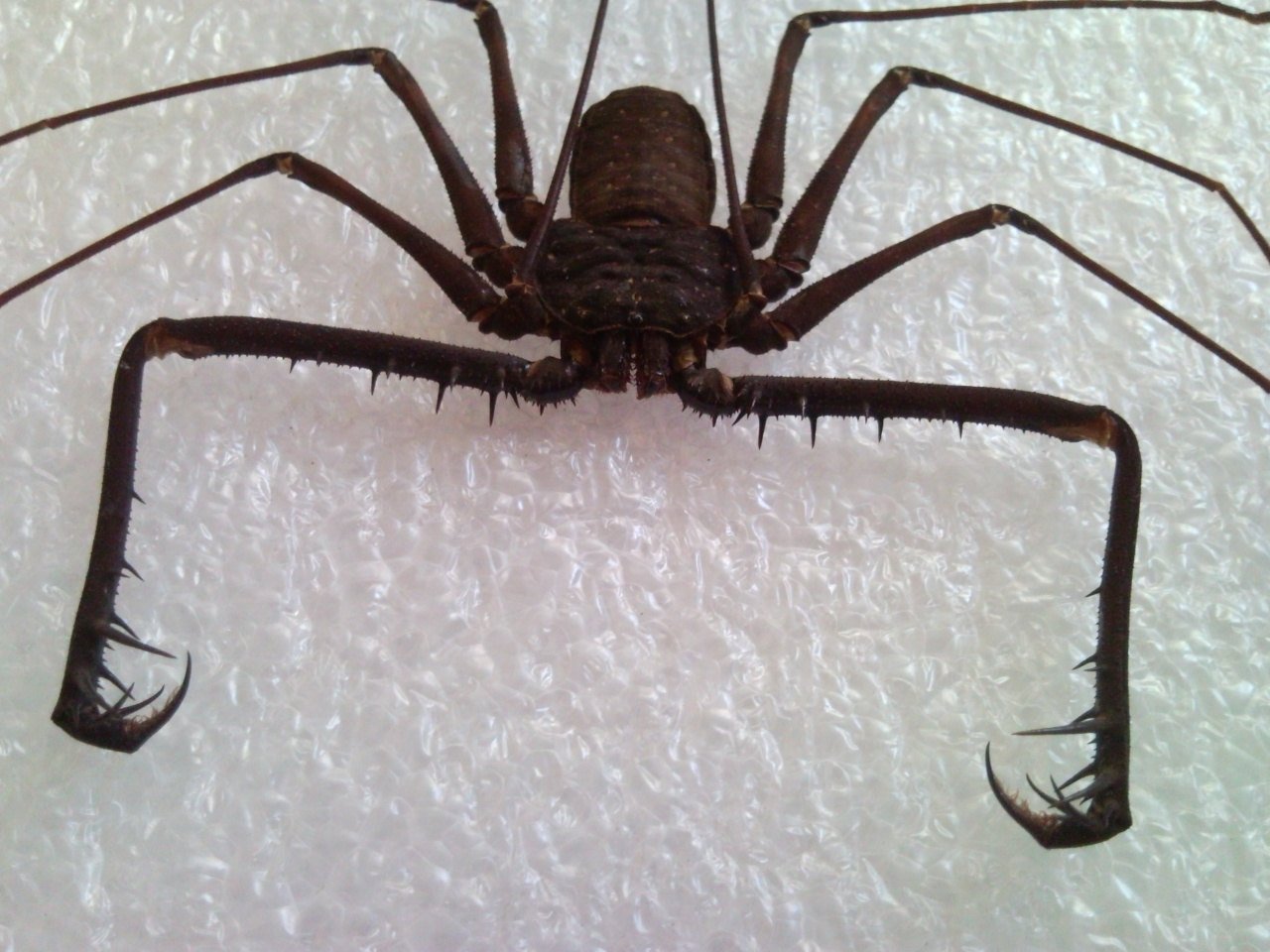 Длинноногий паук - 74 фото