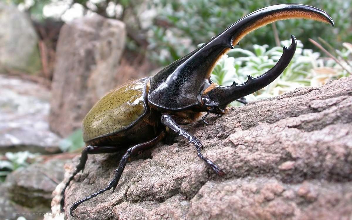 Гигантский Жук Геркулес