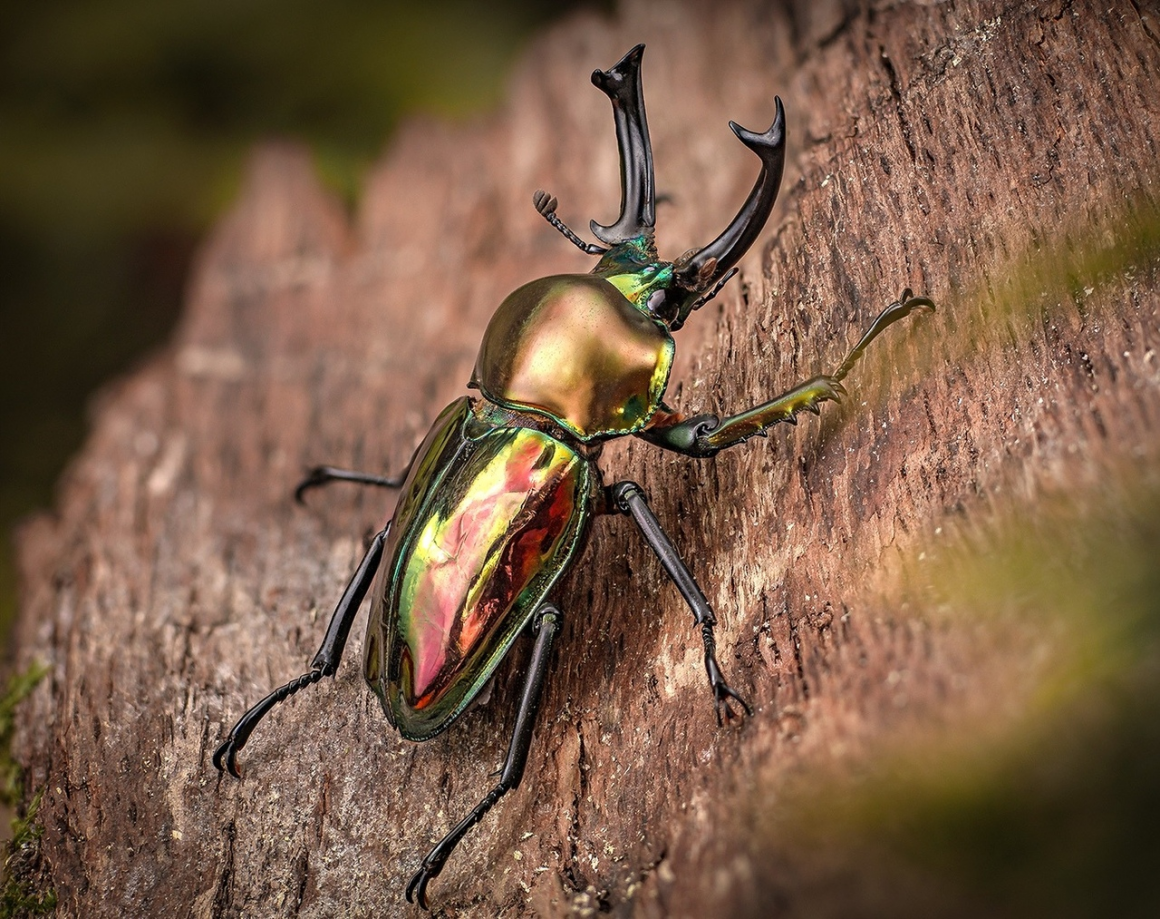 Радужный Жук Рогач