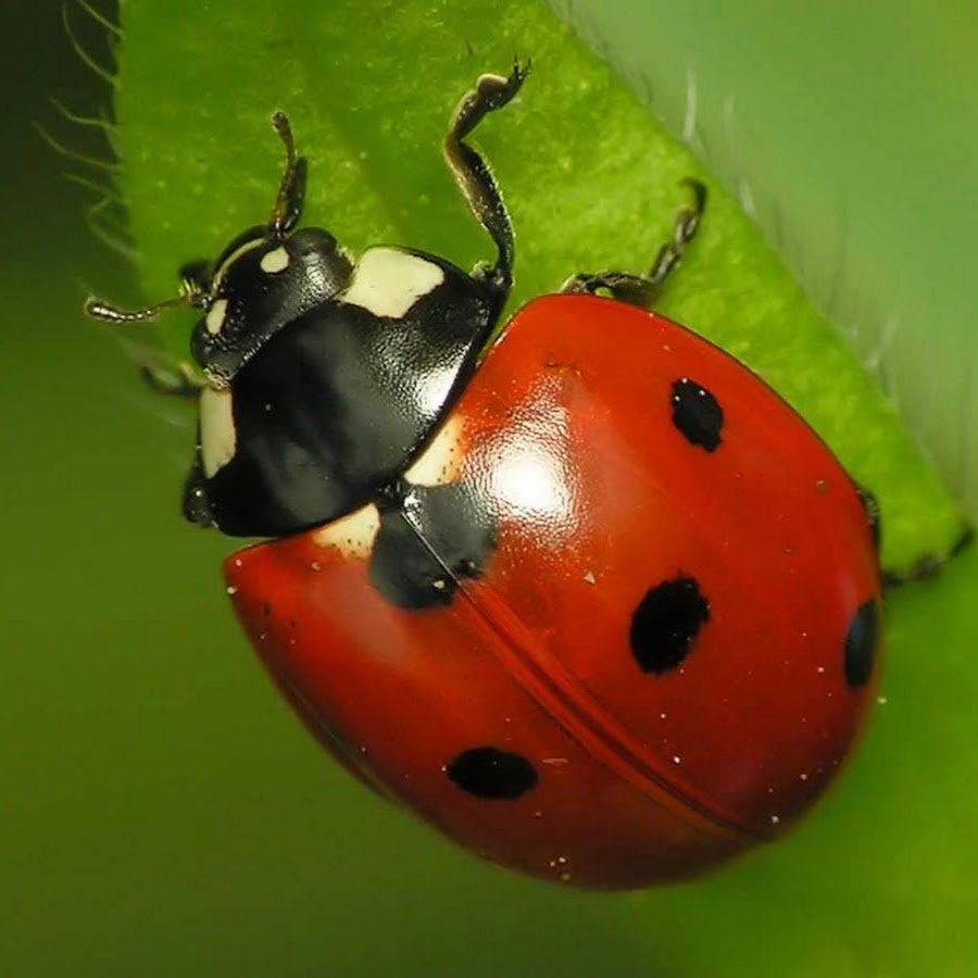 Божьи коровки