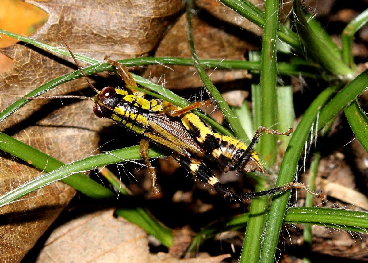 Желтый полосатый кузнечик
