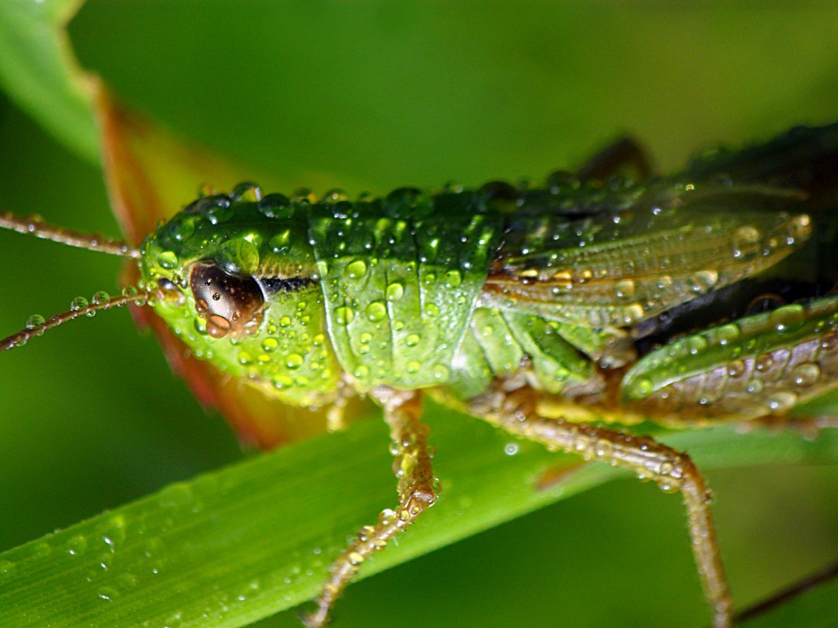 Кузнечики в росе