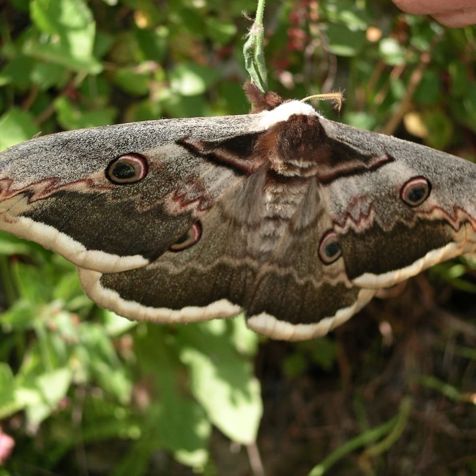 Павлиноглазка Грушевая