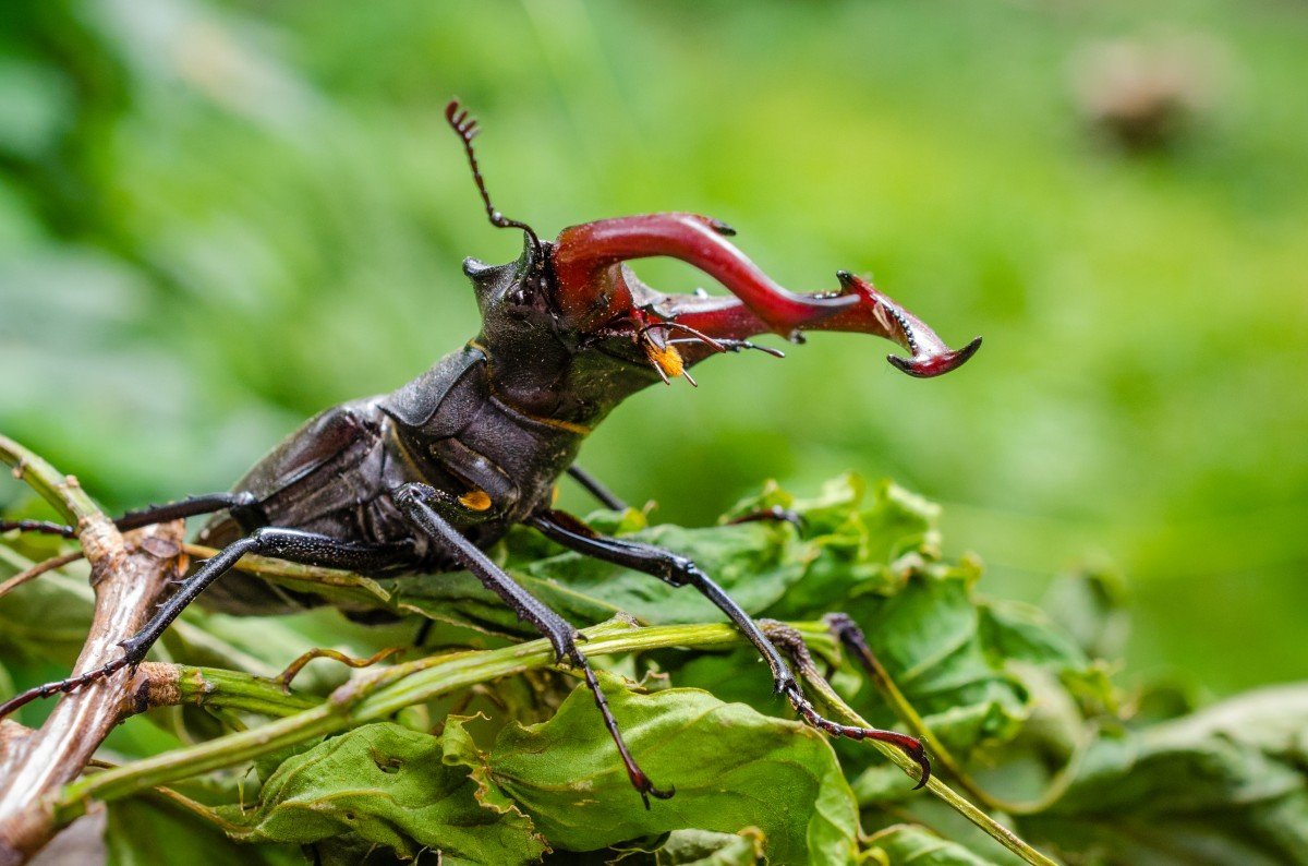 Насекомые Абхазии