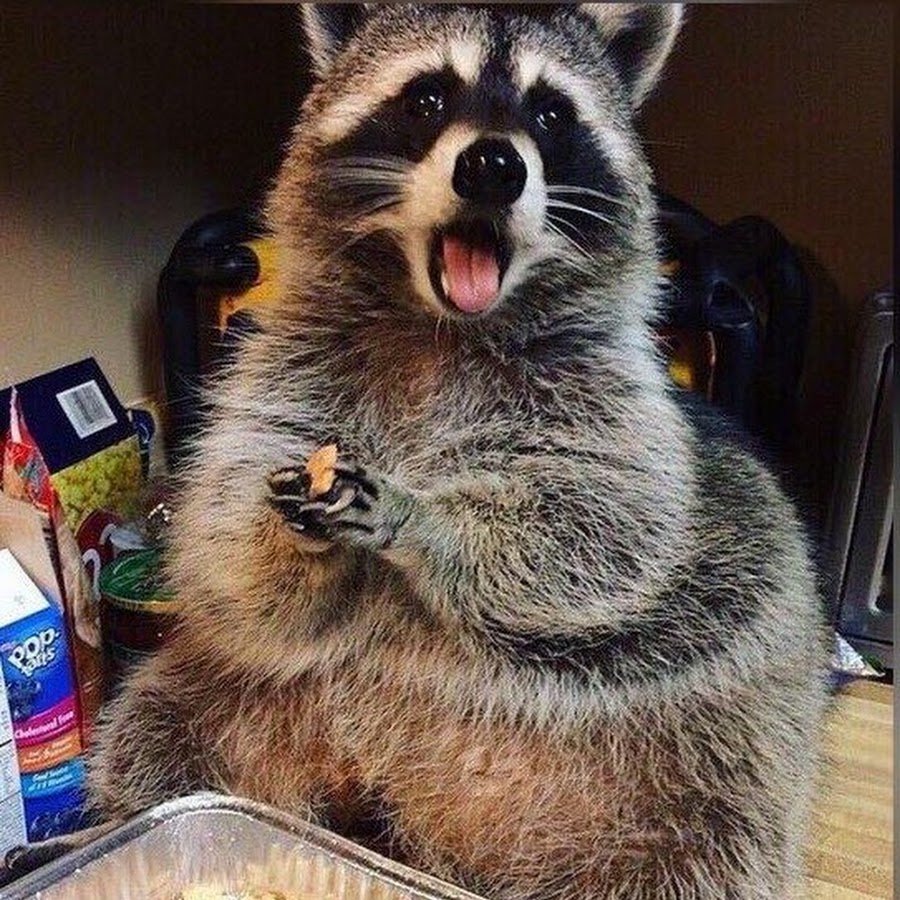 Енот и печеньки