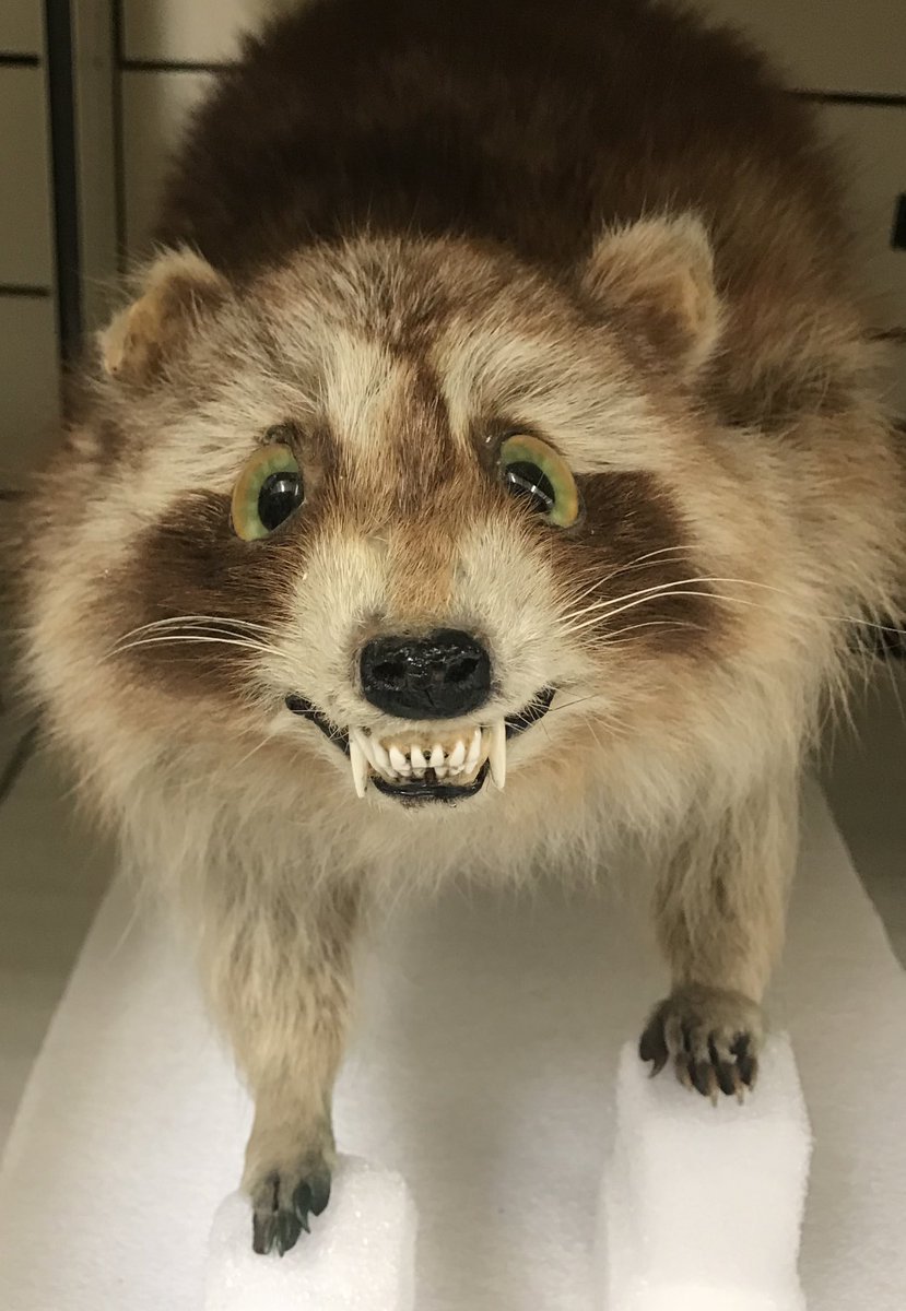 Чучело енота