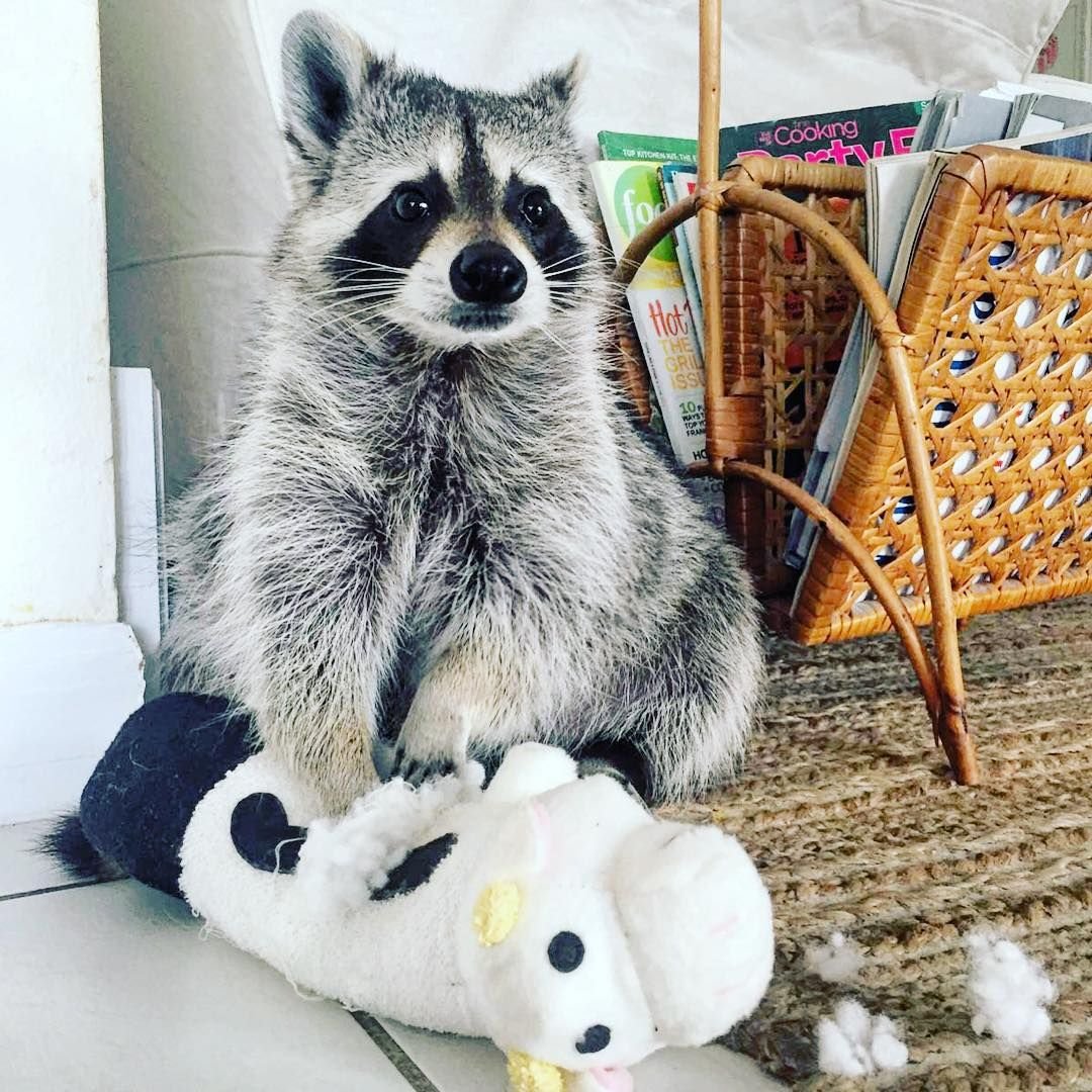 Енот жирный домашний