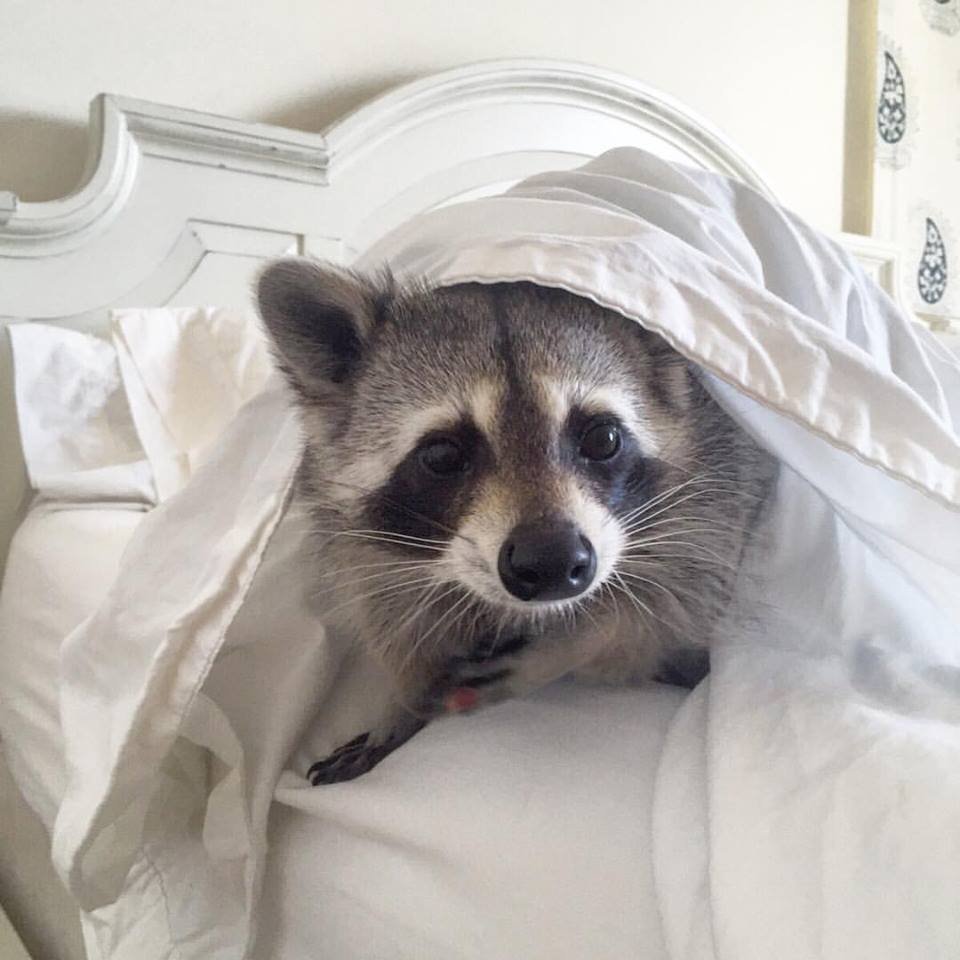 Спящий Енотик