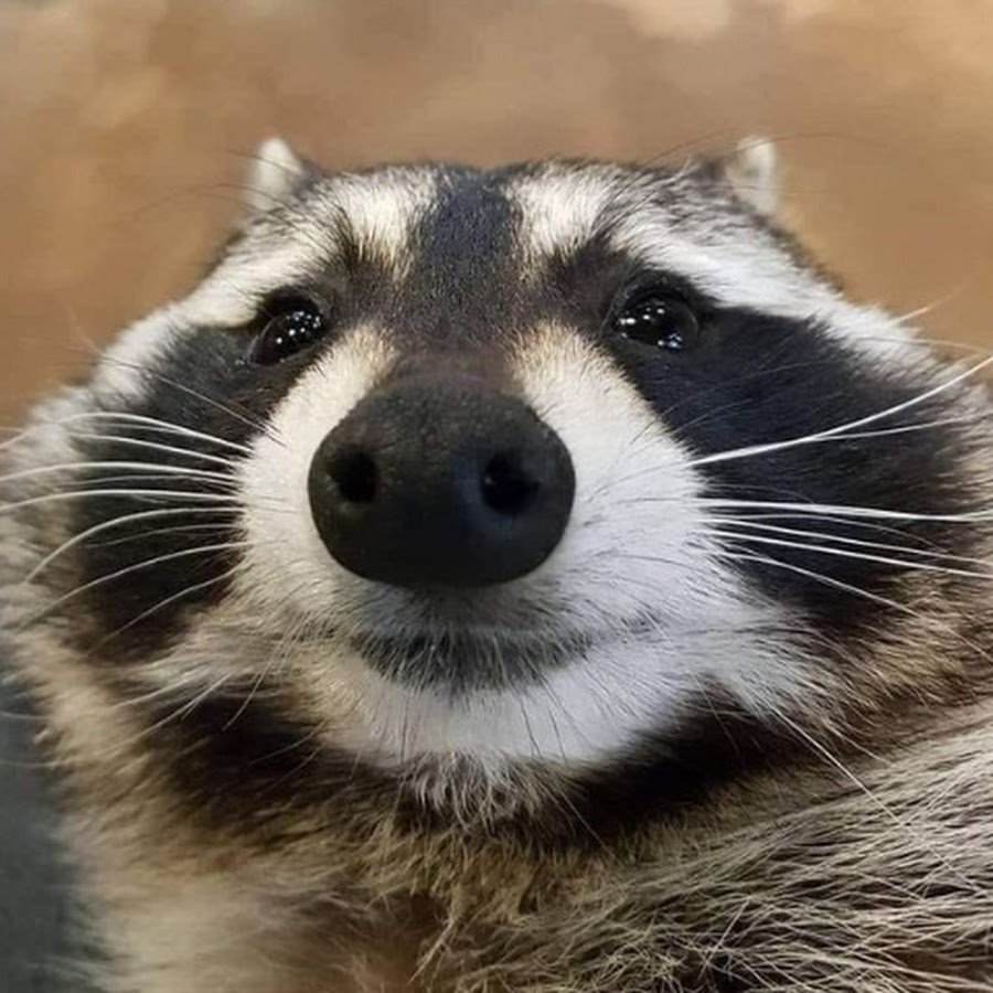 Это енот а чего добился ты