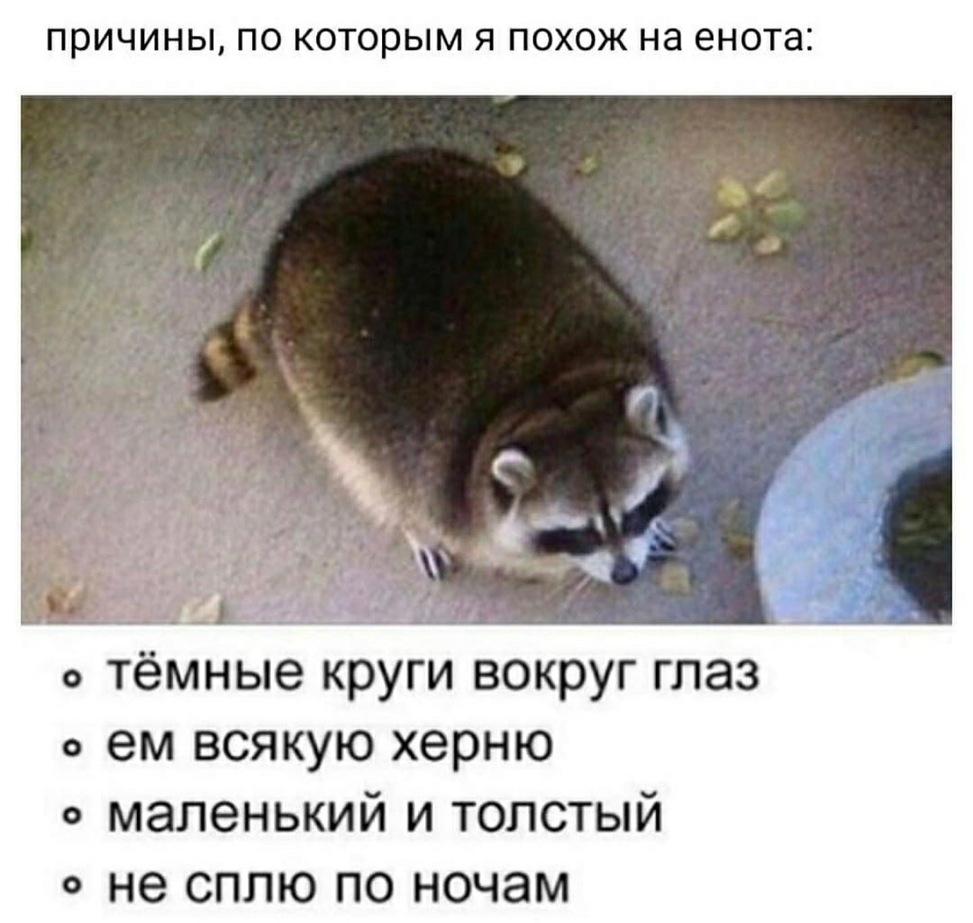 Мемы про енотов