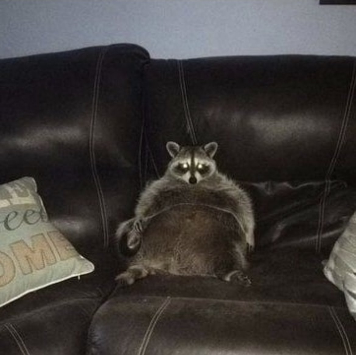 Очень жирный енот