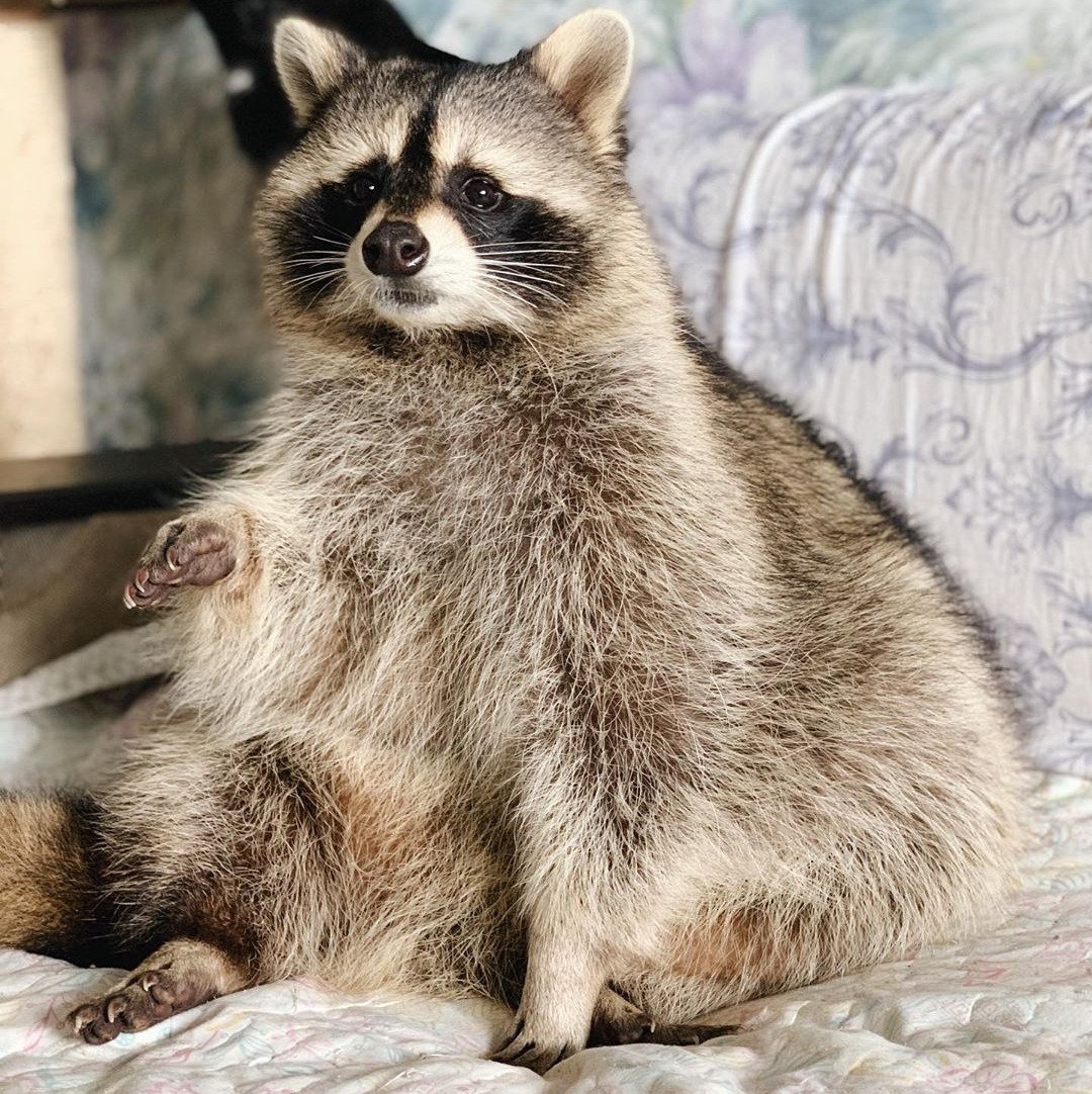 Енот полоскун пухлый