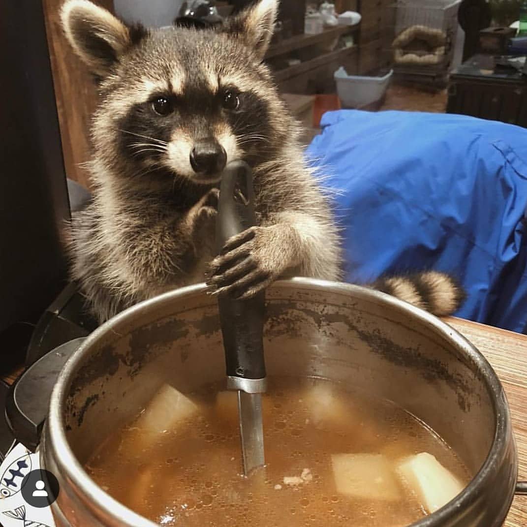 Енот полоскун кушает