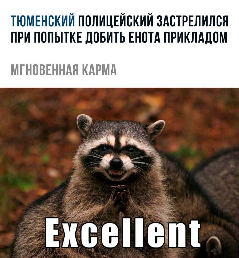 Шутки про енота