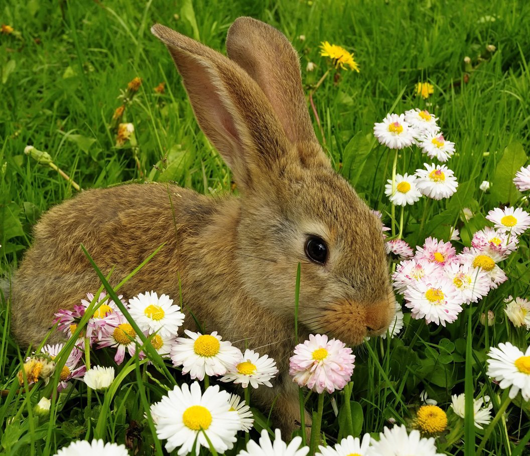 Заяц на лугу