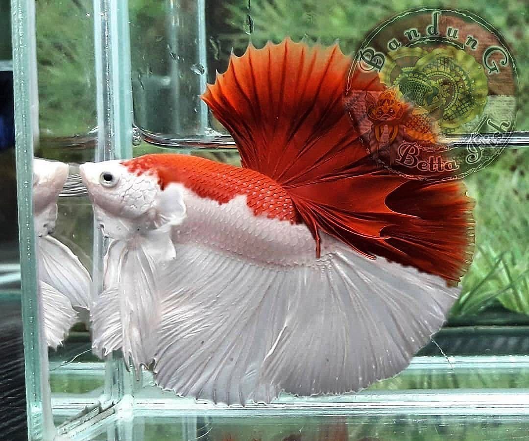 Тернеция гло оранжевая