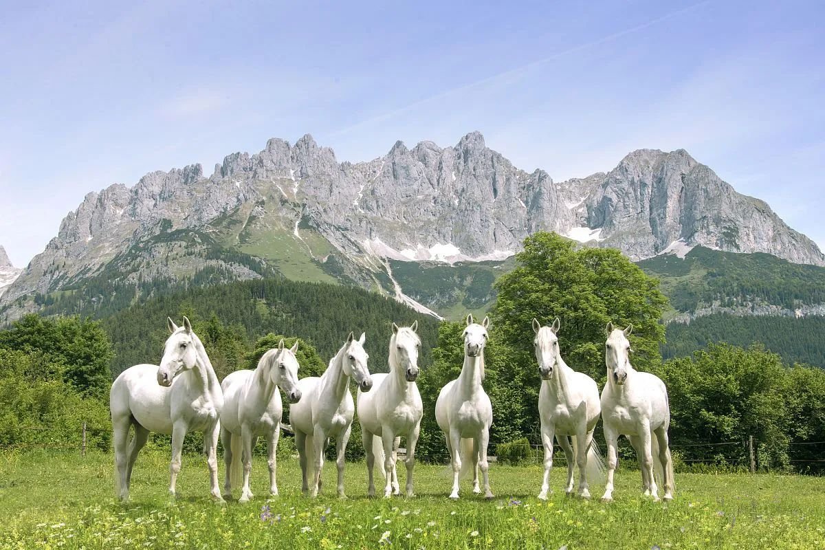 Лошади породы Липициан