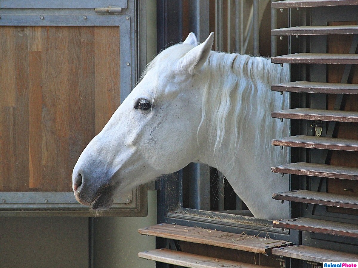 Липпицианская лошадь