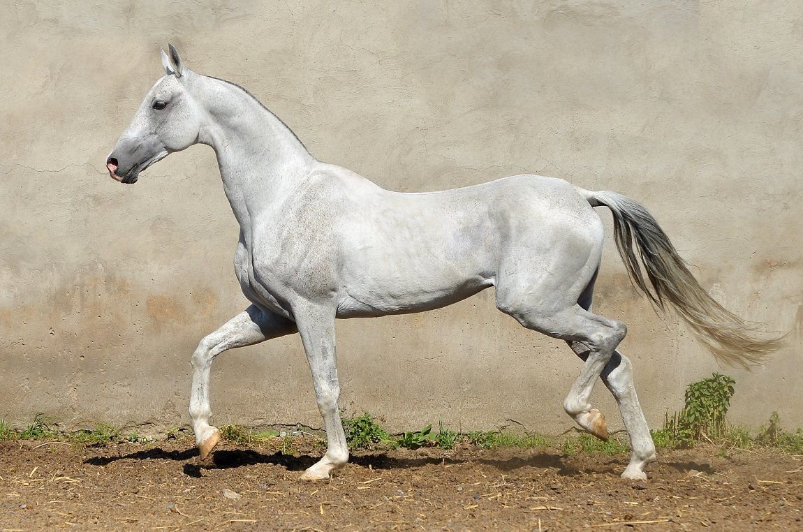 Schleich Липпицианская кобыла