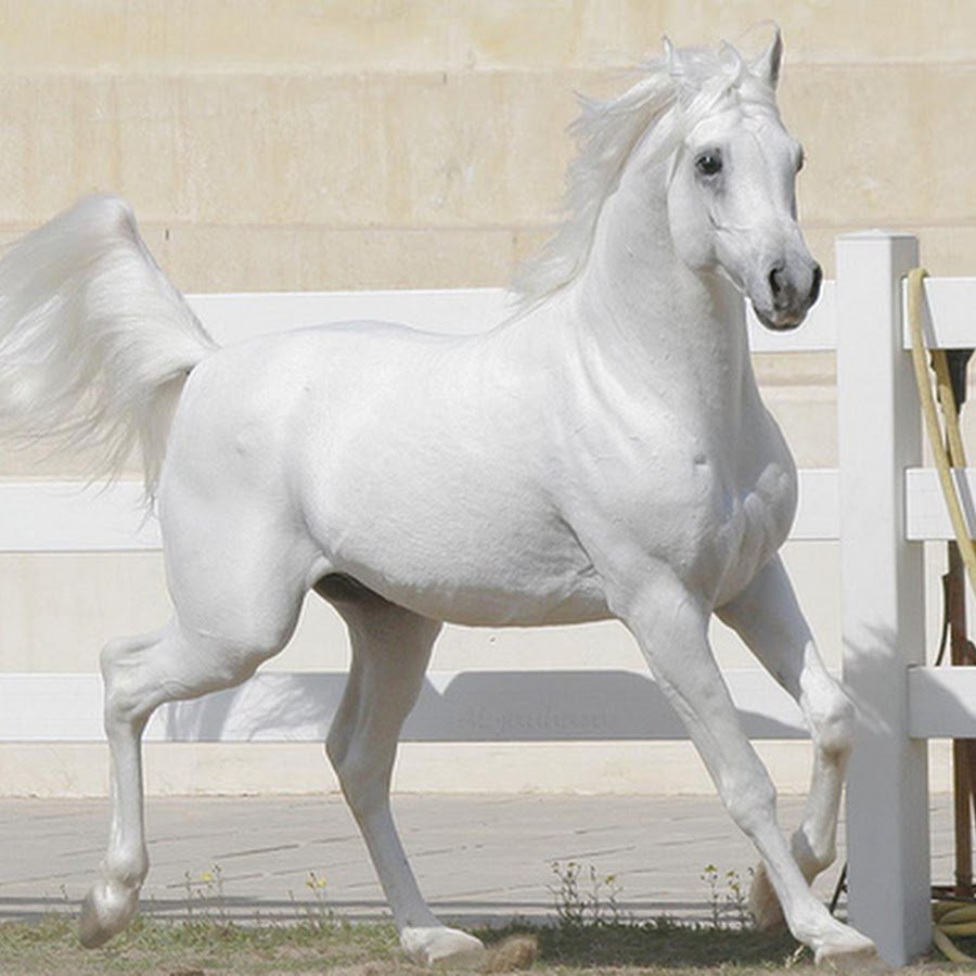 Каприоль элемент выездки