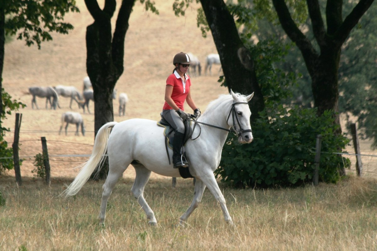 Лошадь породы Морган альбинос