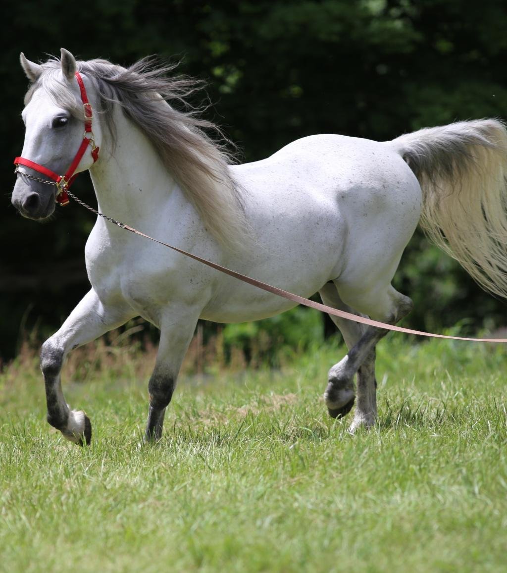 Липицианская порода