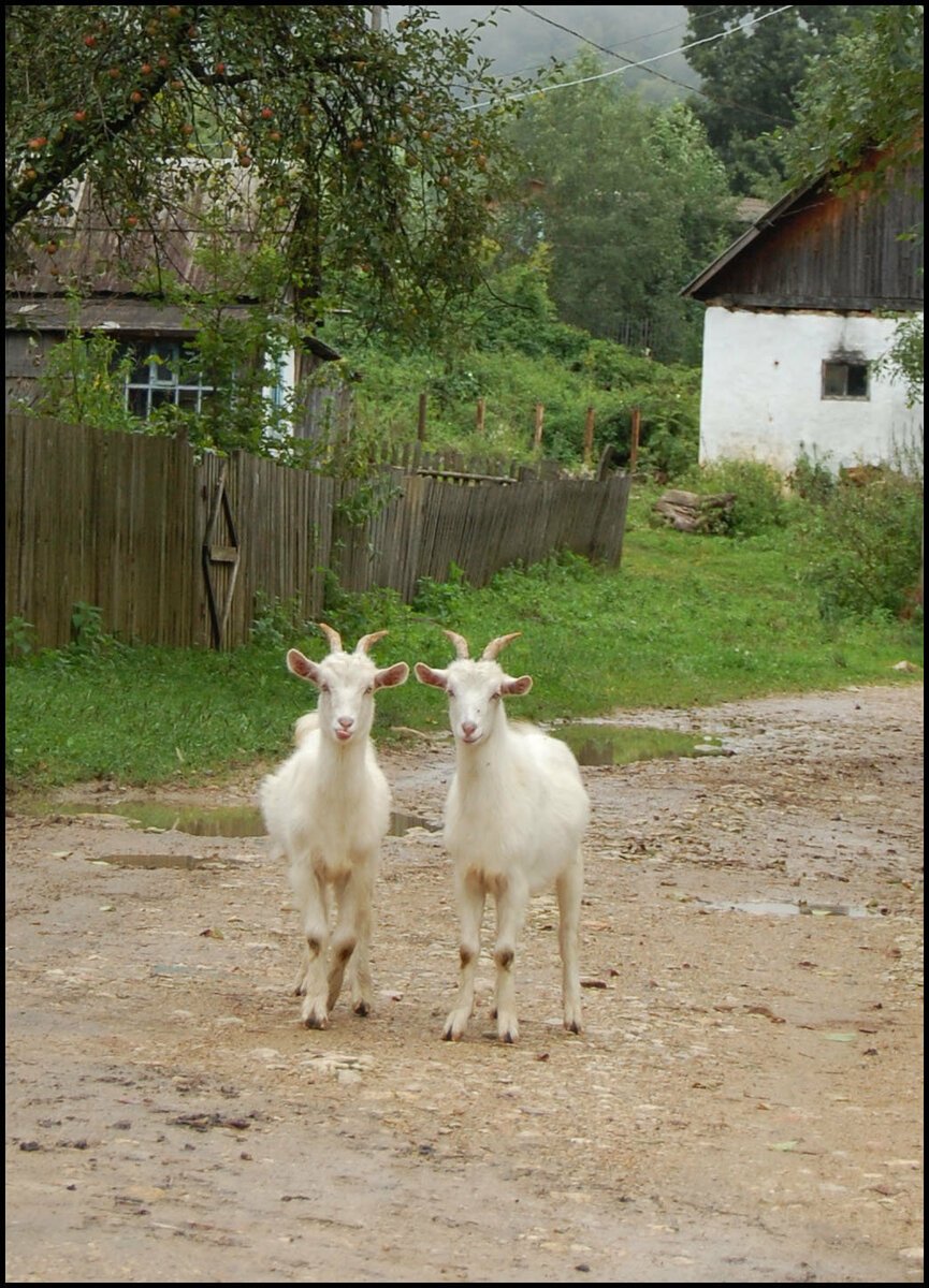 Козы на деревьях