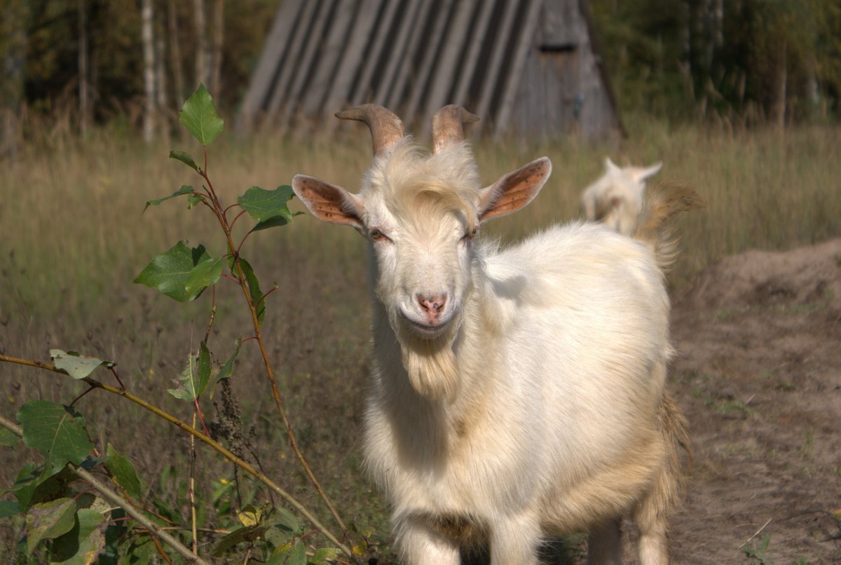 Коза козел козленок