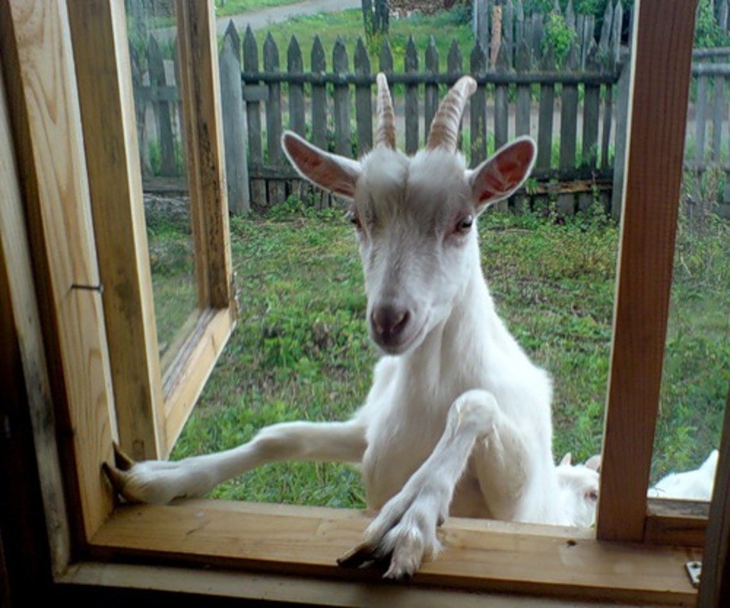 Козье молоко