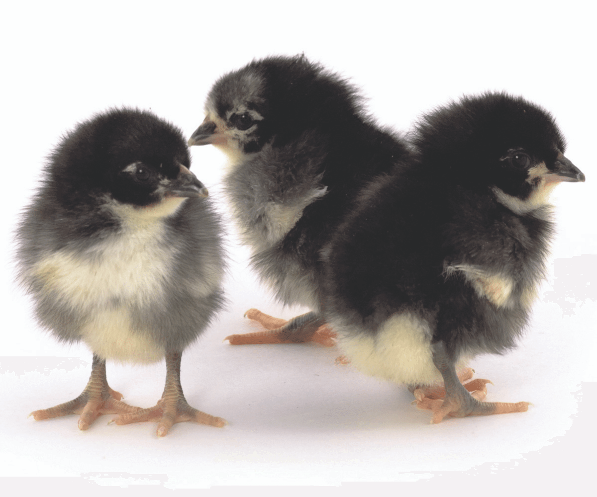 Породы домашних кур