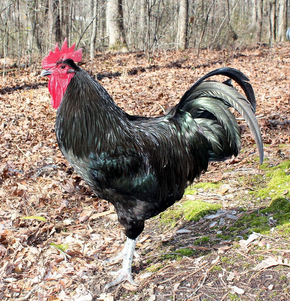 Курица на закате