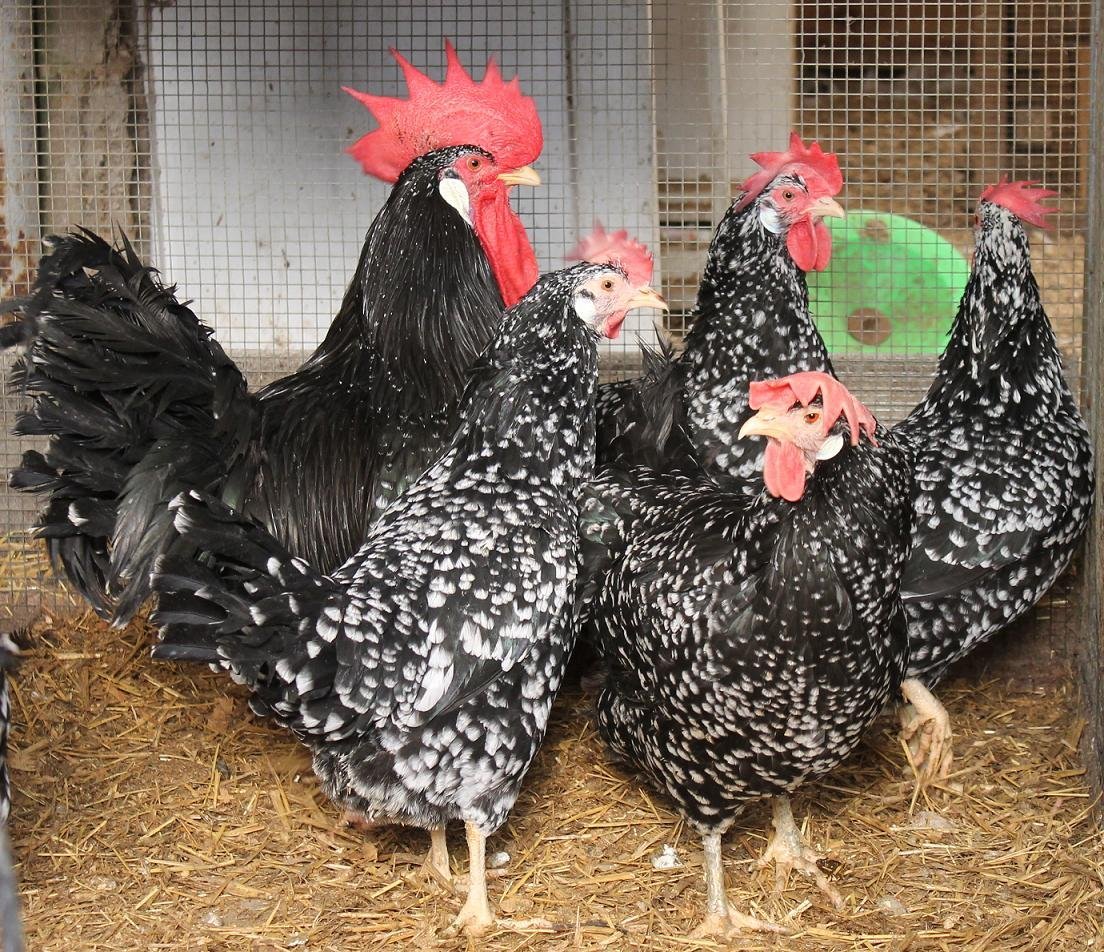 Виандот толбунт