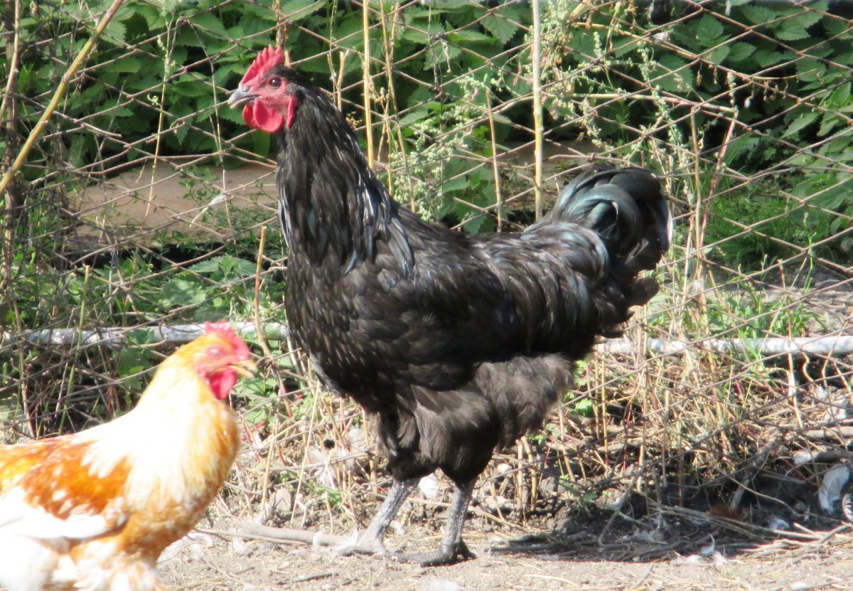 Джерсийский гигант куры