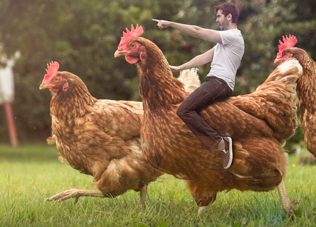 Джерси цыплята фото