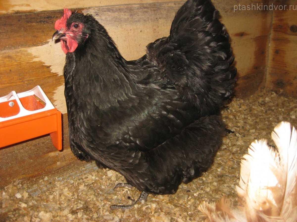 Джерсийский гигант порода