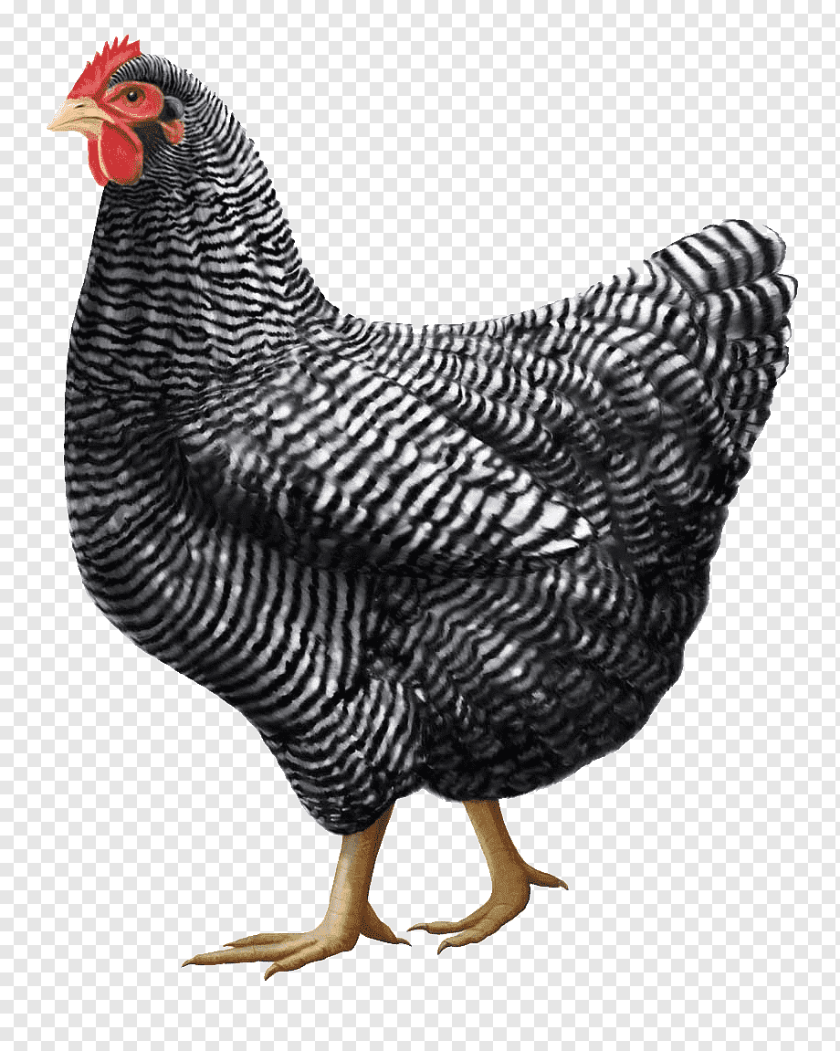 Цыплята австралорп