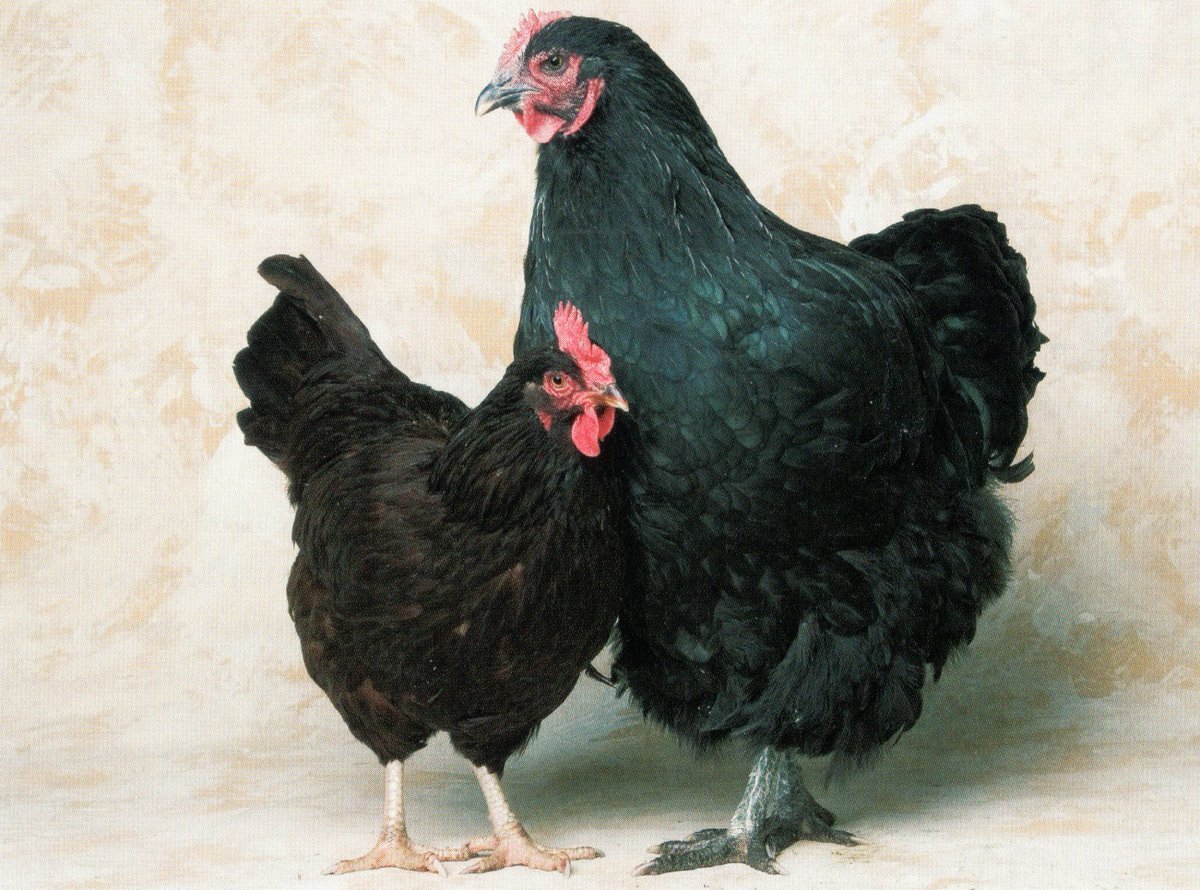 Джерсийский гигант куры