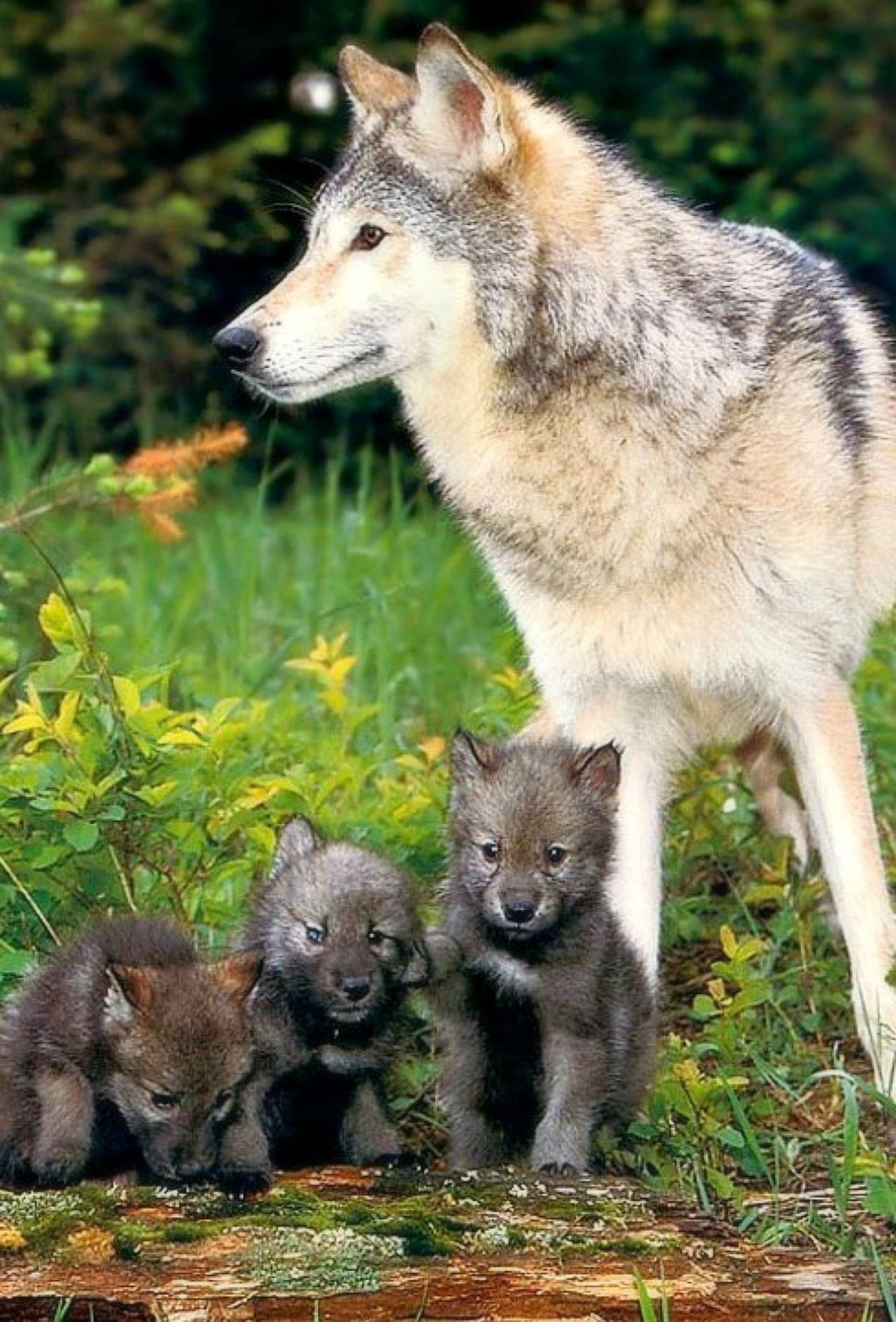 Волк детям о животных. Волк с волчатами. Волк волчица и Волчонок. Волк волчица Волчонок семья. Волк, волчица,семья Волков.