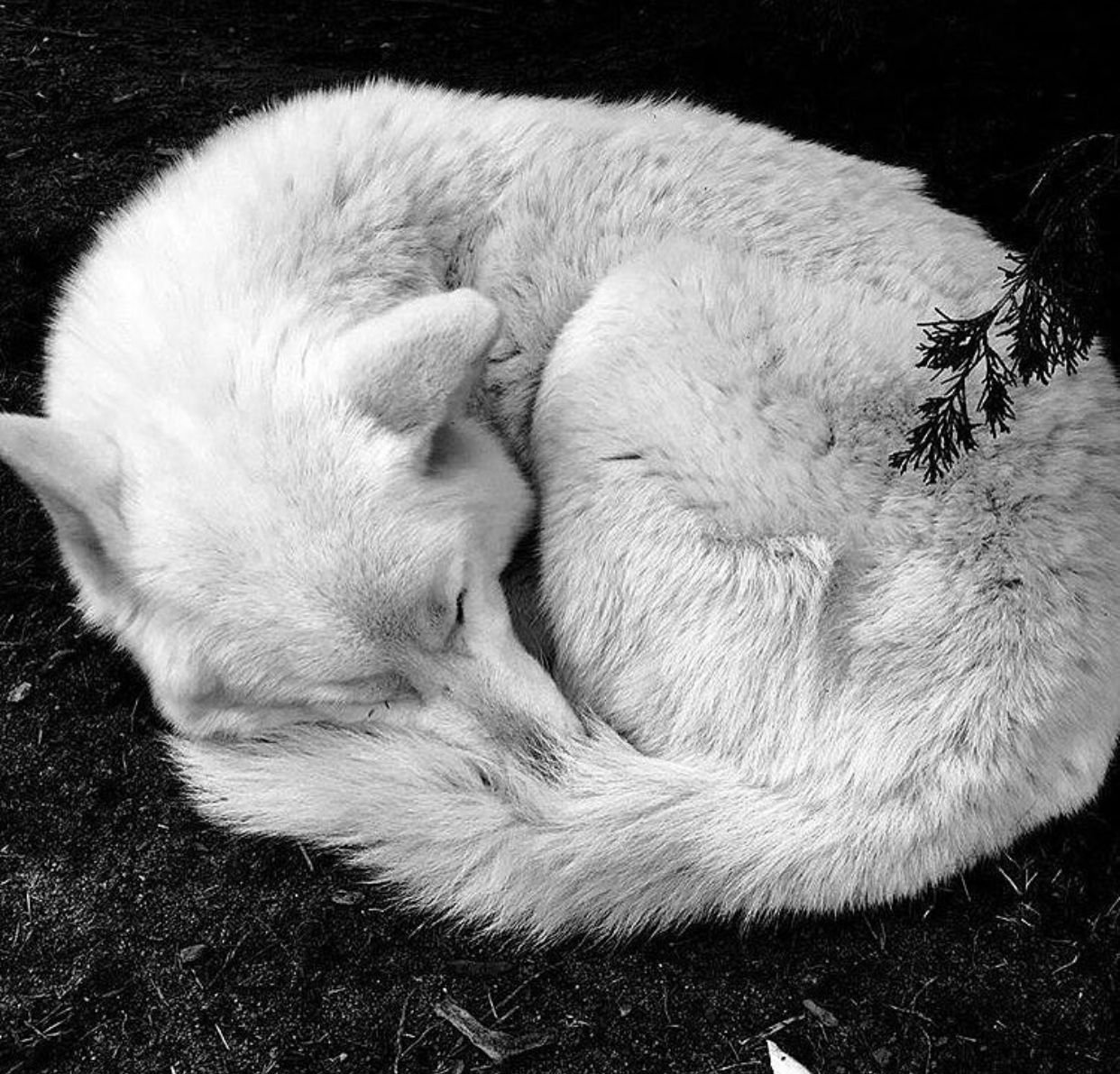 Волк приснился во сне. Волк лежит. Спящий волк.