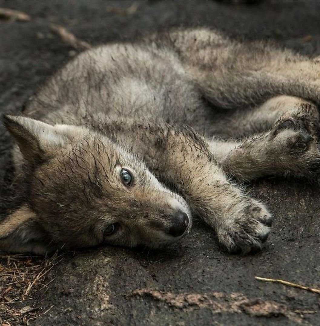 Волчок Волчонок