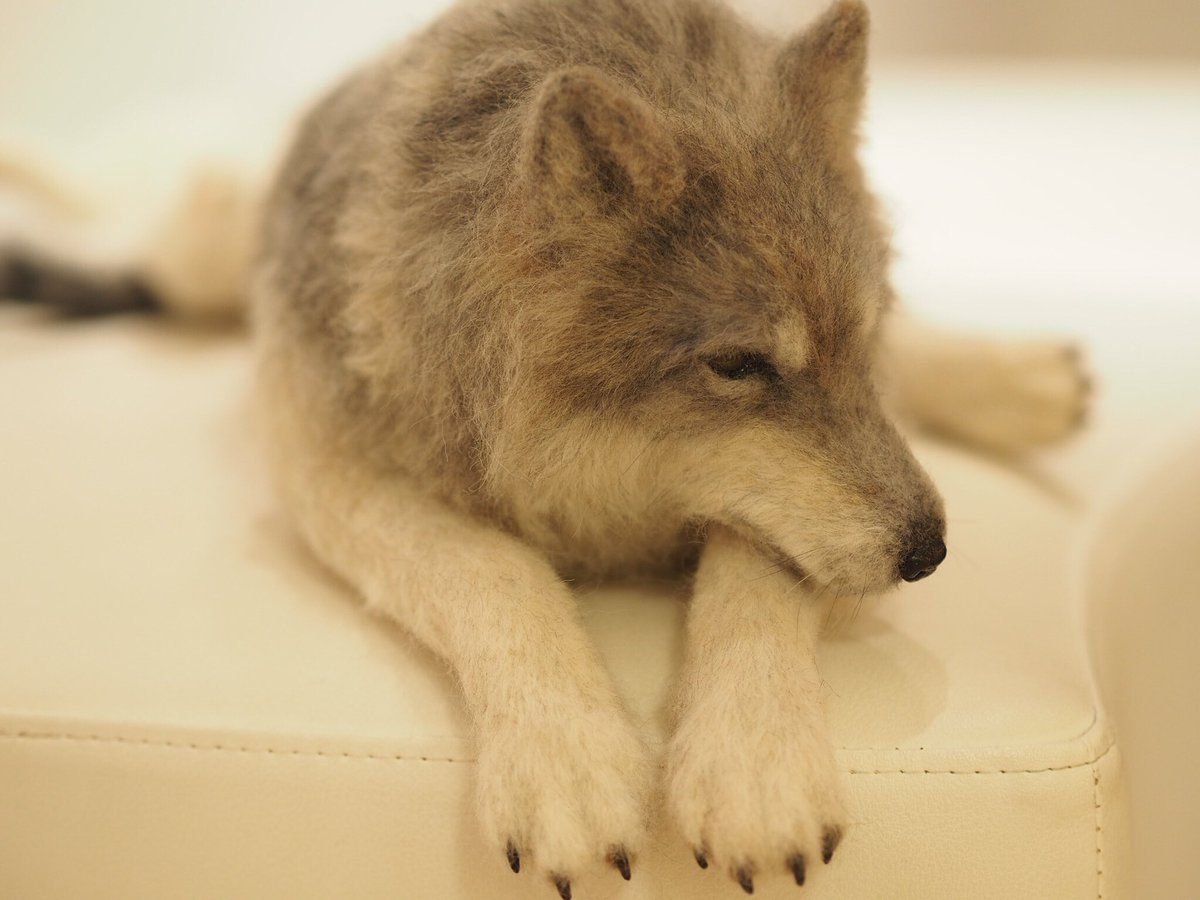 Волк из шерсти