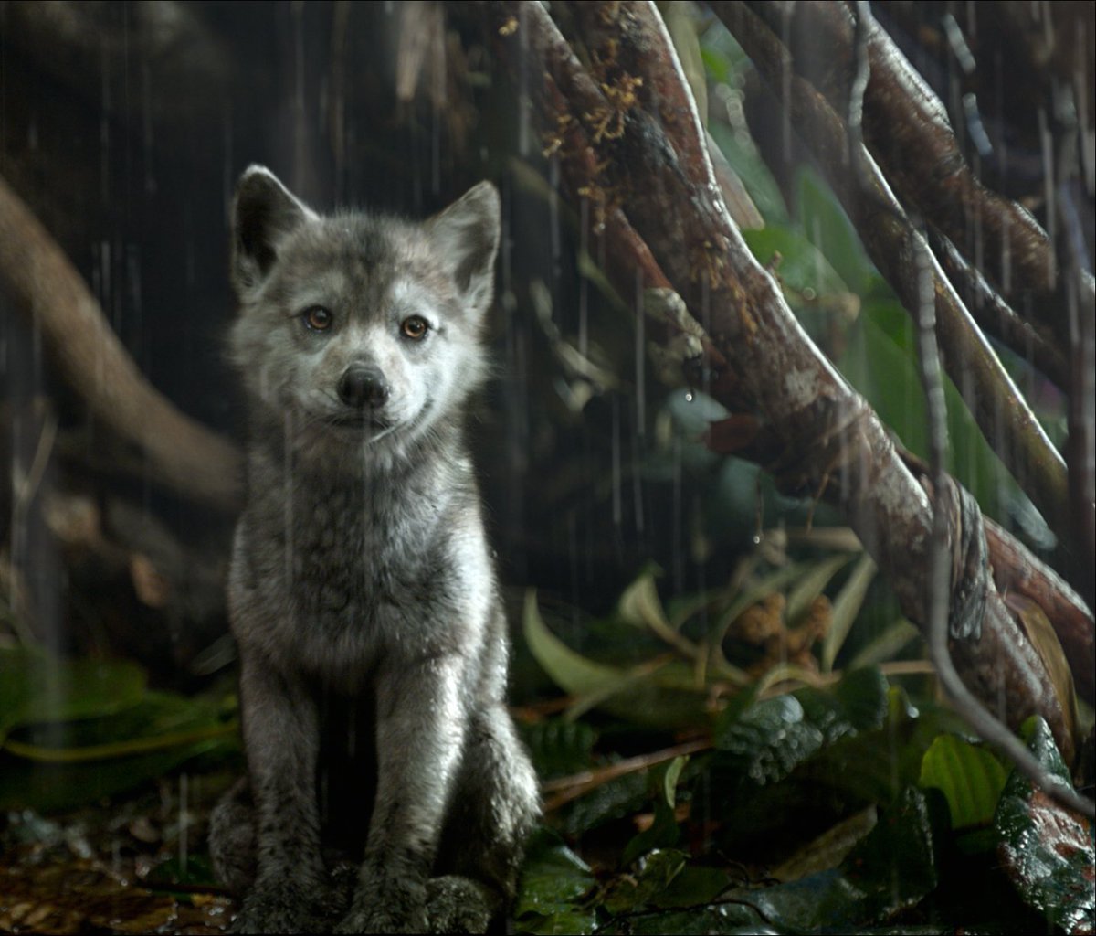 Книга джунглей Волчонок грей