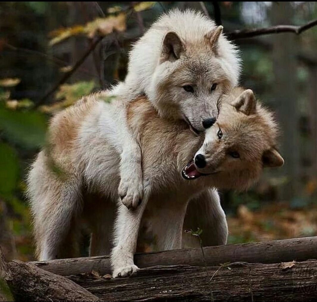 Волк волчица и 2 волчонка