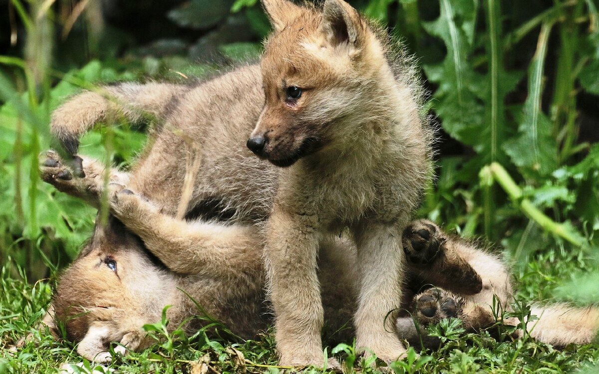 Детеныш волка