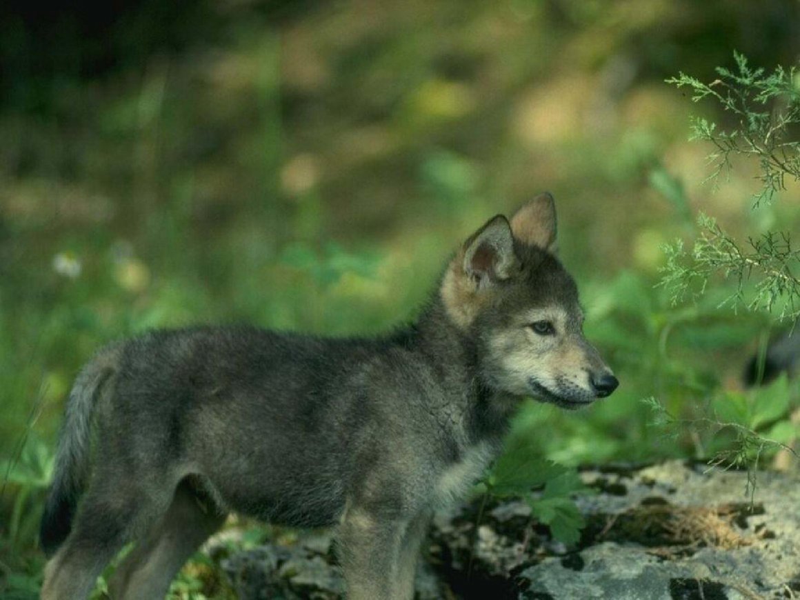 Волчок Волчонок