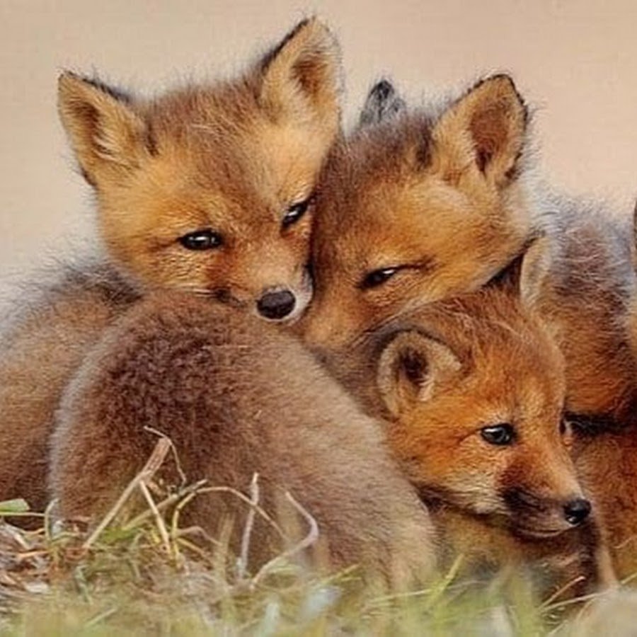 Детеныши диких зверей