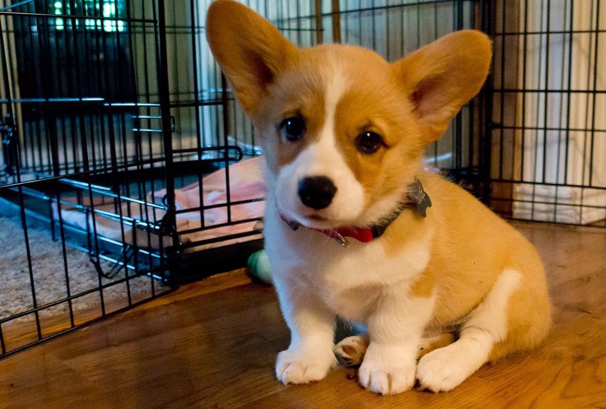 Чихуахуа мини корги