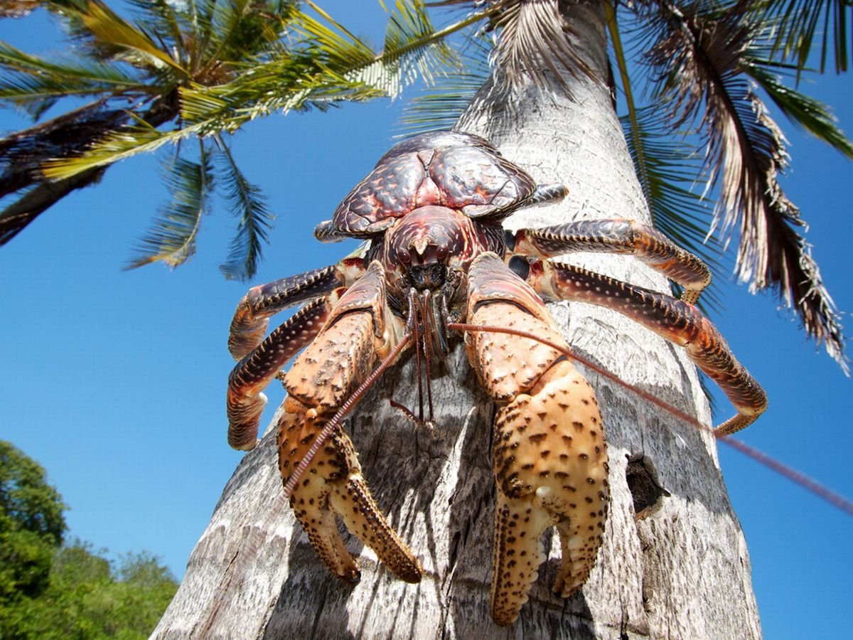 Пальмовый вор кокосовый краб