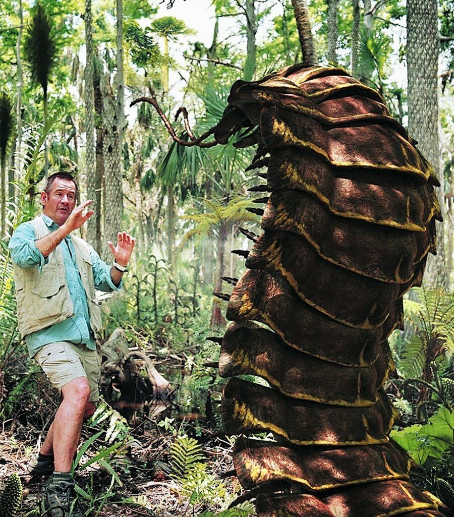 Палочник острова Лорд-хау