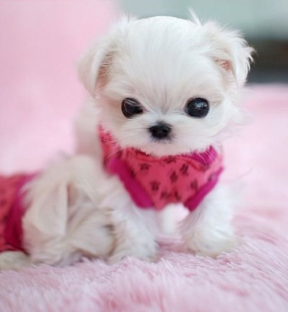 Милые собачки